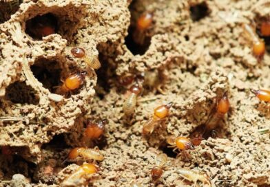 How to Check Your Home for Termites & How to Do Termite Control by Yourself