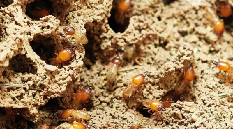 How to Check Your Home for Termites & How to Do Termite Control by Yourself